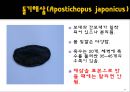 무척추동물 - 극피동물에 대해서 22페이지