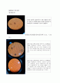 [실험/생명과학] 양파표피세포 실험 - 적혈구의 용혈현상과 식물세포의 원형질분리 2페이지