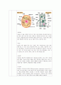 일반생물학 - 양파 표피세포 관찰 - 실험목적 : 양파 표피세포와 인간 구강상피세포 구조 관찰 동식물 세포 차이점 3페이지