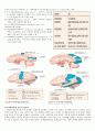 [의학] 신경계 정리 3페이지
