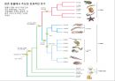 [일반생물학] 동물계의 분류와 계통 7페이지