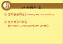 [기초치료학] 운동조절의 신경학적 기전 17페이지