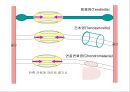 [물리치료] 자가 마사지방법 (Self massage).ppt 12페이지