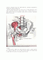 [해부생리] The Hip Joint(고관절)에 관해 4페이지