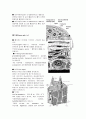 [해부생리학] 뼈의 구조와 현미경, 뼈조직[osseous tissue, bone] 3페이지