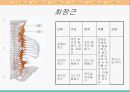 [해부생리] 척추를 움직이는 근육들 4페이지