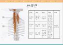 [해부생리] 척추를 움직이는 근육들 6페이지