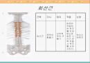 [해부생리] 척추를 움직이는 근육들 8페이지