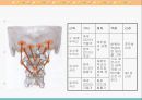 [해부생리] 척추를 움직이는 근육들 13페이지