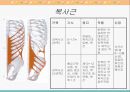 [해부생리] 척추를 움직이는 근육들 15페이지