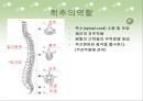시냅스 - 척추의 특징 3페이지