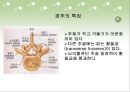 시냅스 - 척추의 특징 4페이지