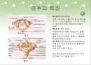 시냅스 - 척추의 특징 5페이지