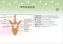 시냅스 - 척추의 특징 10페이지