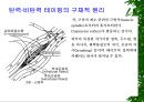 [물리치료] 밸런스 테이핑 요법에 관해 4페이지