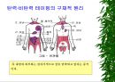 [물리치료] 밸런스 테이핑 요법에 관해 6페이지