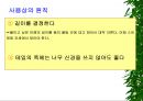 [물리치료] 밸런스 테이핑 요법에 관해 13페이지