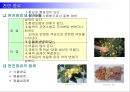 염료 화학 공업  24페이지