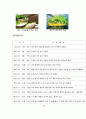  상추 수경재배 실험 보고서 6페이지