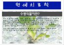 수생식물(수중식물).ppt 3페이지