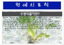 수생식물(수중식물).ppt 4페이지
