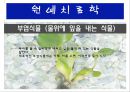 수생식물(수중식물).ppt 7페이지
