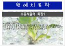 수생식물(수중식물).ppt 10페이지