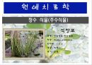 수생식물(수중식물).ppt 16페이지