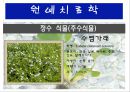 수생식물(수중식물).ppt 17페이지