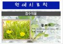수생식물(수중식물).ppt 19페이지