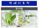 수생식물(수중식물).ppt 20페이지