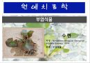 수생식물(수중식물).ppt 24페이지