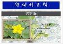 수생식물(수중식물).ppt 25페이지