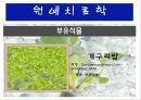 수생식물(수중식물).ppt 28페이지
