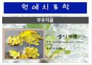 수생식물(수중식물).ppt 29페이지
