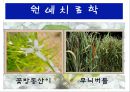 수생식물(수중식물).ppt 30페이지