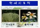 수생식물(수중식물).ppt 31페이지
