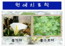 수생식물(수중식물).ppt 33페이지