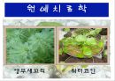 수생식물(수중식물).ppt 35페이지