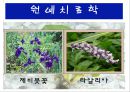 수생식물(수중식물).ppt 36페이지