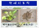수생식물(수중식물).ppt 37페이지