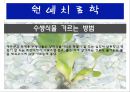 수생식물(수중식물).ppt 38페이지