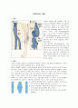  varicose vein 하지정맥류 질병 고찰 (정맥류 정의, 정맥류 증상, 정맥류 원인, 정맥류 치료, 정맥류 분류, 정맥류 진단)  1페이지