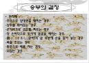 스모(相撲) 14페이지
