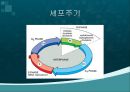 항암화학요법.ppt 3페이지