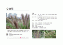 지피식물 도감 (30개) 2페이지