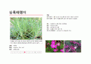 지피식물 도감 (30개) 6페이지