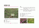 지피식물 도감 (30개) 7페이지