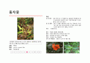 지피식물 도감 (30개) 9페이지