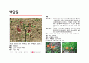 지피식물 도감 (30개) 14페이지